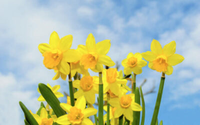 Neues aus Honhardt Osterzeit